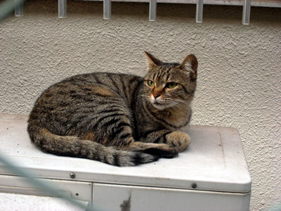 Neko1jpg_2