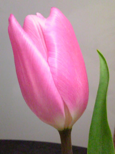 Cyu