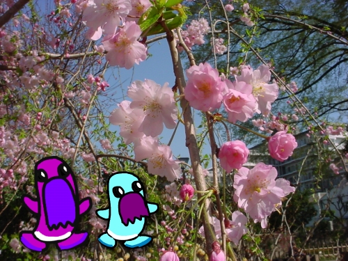 Sakura3 Sakura3